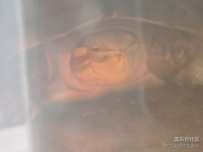 【身邊的小動物】+小烏龜