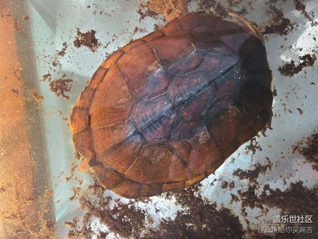【身邊的小動物】+小烏龜