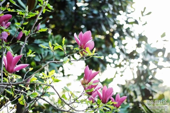 【嫩芽與春花】月季嫩芽，期待春花