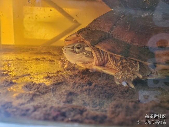 【身邊的小動物】+小烏龜