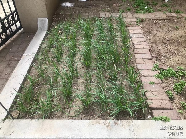 【生機(jī)盎然】自家韭菜包餃子