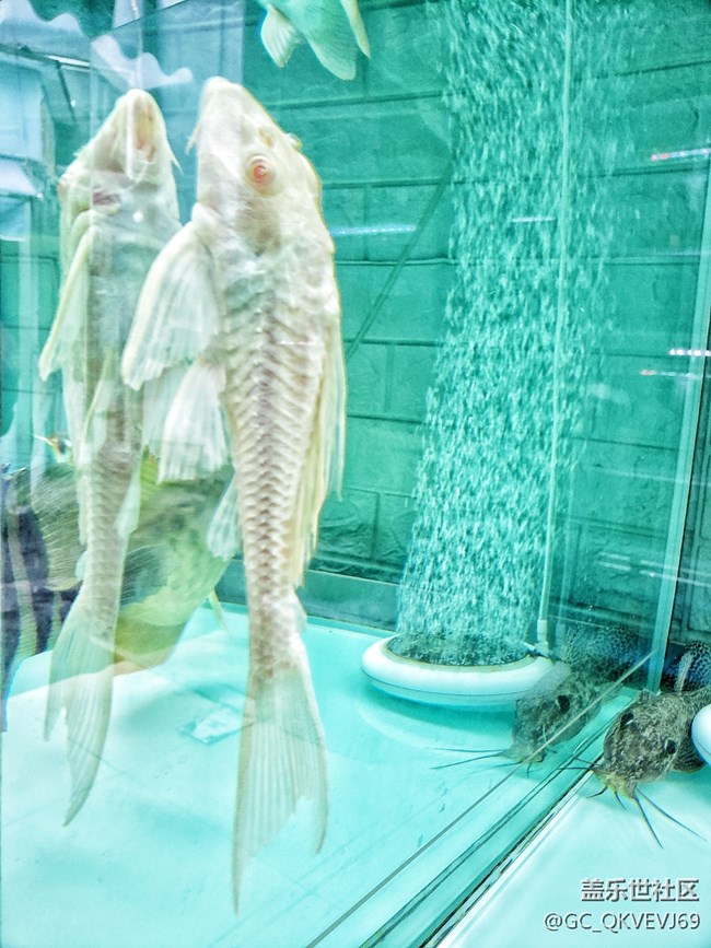 【身邊的小動(dòng)物】+侵?jǐn)_之覺