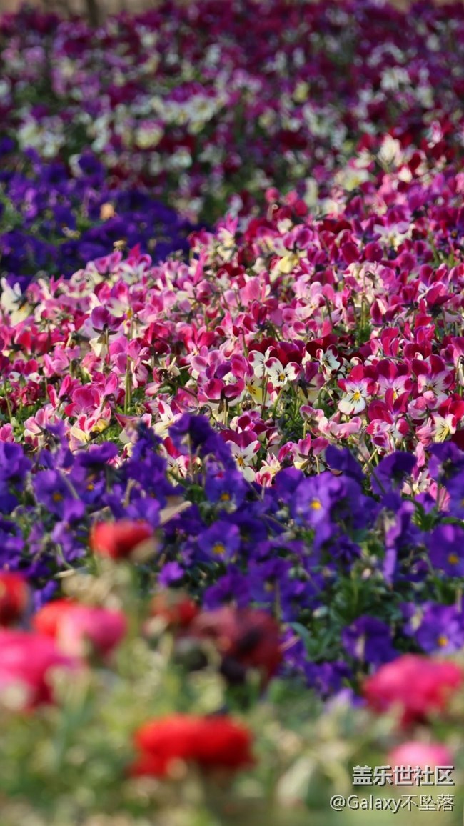 【嫩芽與春花】生生不息