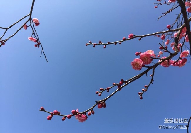 【嫩芽與春花】生生不息