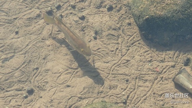 【身邊的小動物】小魚兒