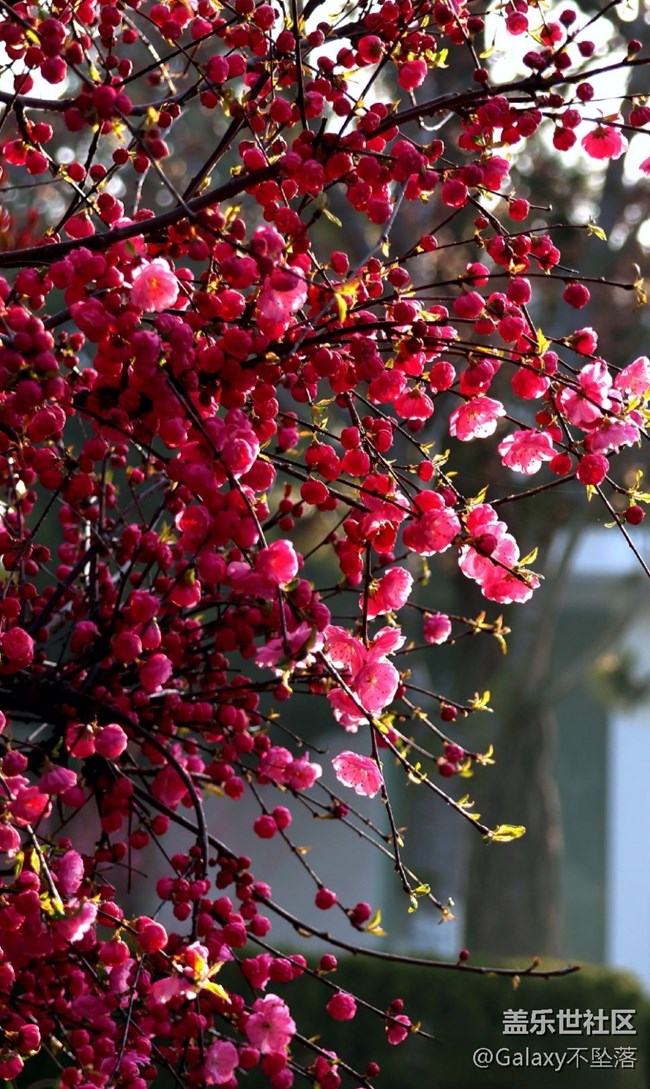【嫩芽與春花】生生不息