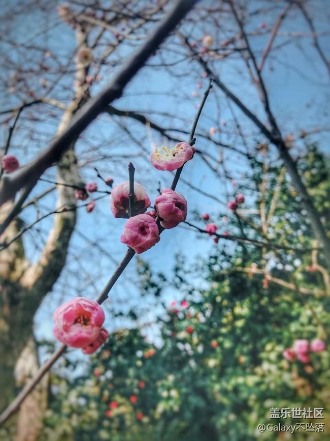 【嫩芽與春花】生生不息