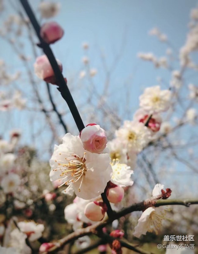 【嫩芽與春花】生生不息