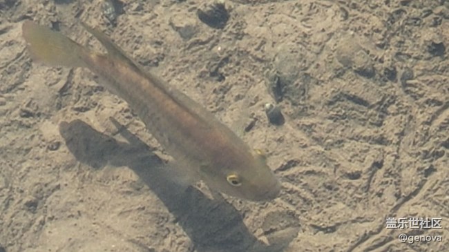 【身邊的小動物】小魚兒