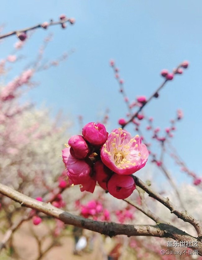 【嫩芽與春花】生生不息