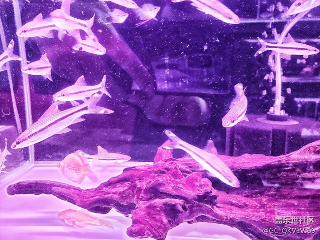 【身邊的小動物】+魚兒的氧環(huán)境