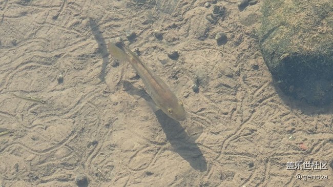【身邊的小動物】小魚兒