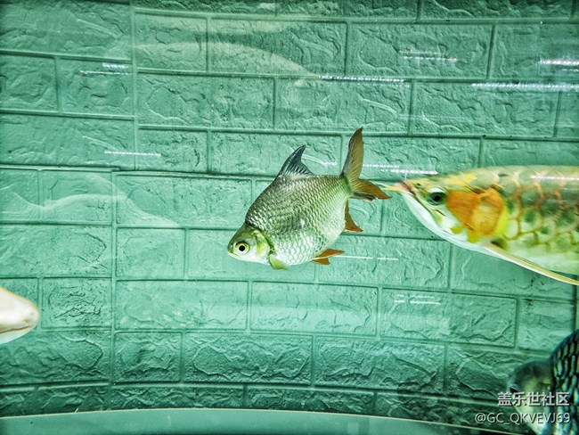 【身邊的小動(dòng)物】+侵?jǐn)_之覺