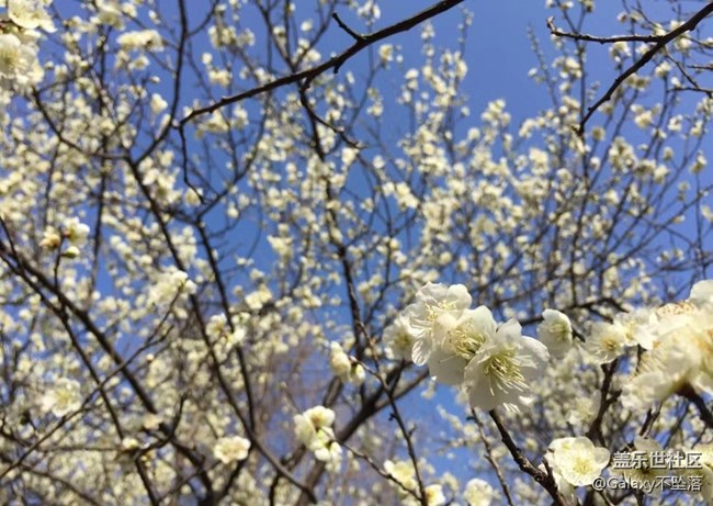 【嫩芽與春花】生生不息