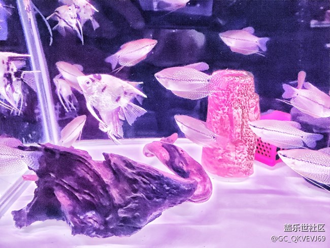 【身邊的小動物】+魚兒的氧環(huán)境