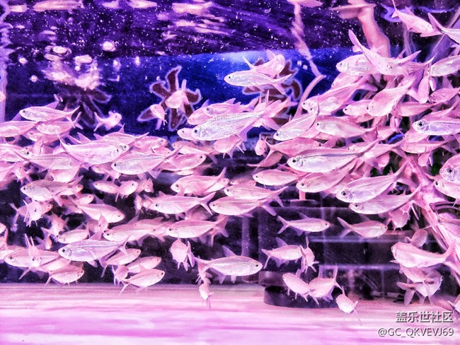 【身邊的小動物】+魚兒的氧環(huán)境