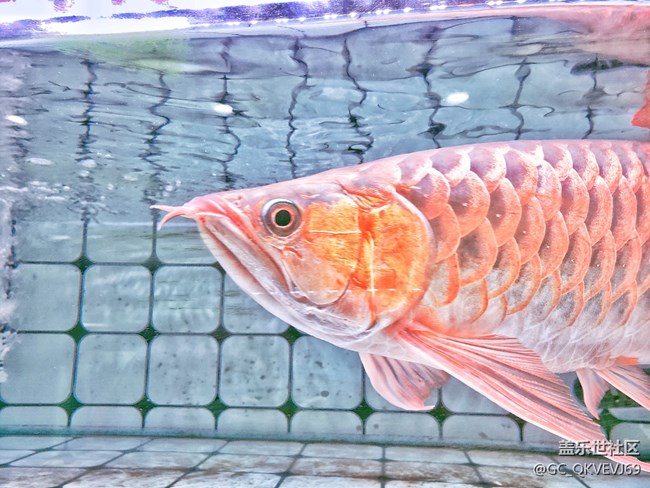 【身邊的小動(dòng)物】+侵?jǐn)_之覺