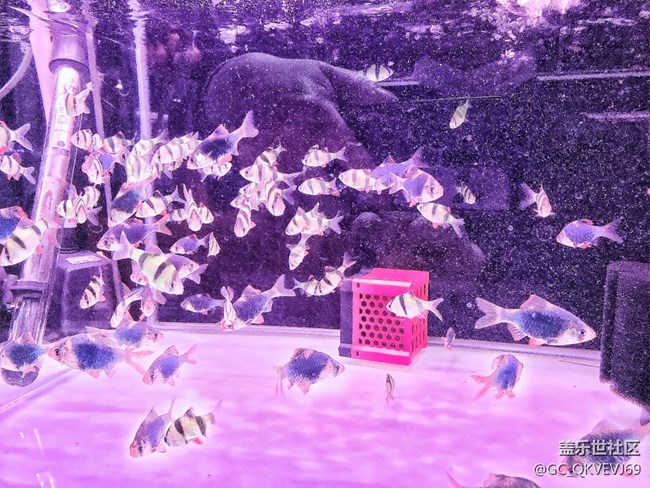 【身邊的小動物】+魚兒的氧環(huán)境