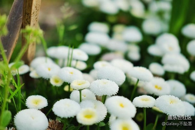 【嫩芽與春花】生生不息