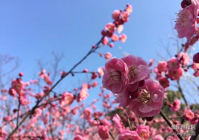 【嫩芽與春花】生生不息