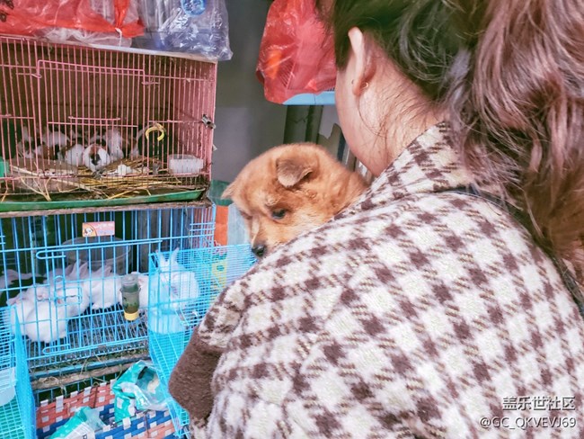 【身邊的小動物】+擁抱狗狗