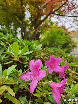 【四月物語(yǔ)】+春天在哪里