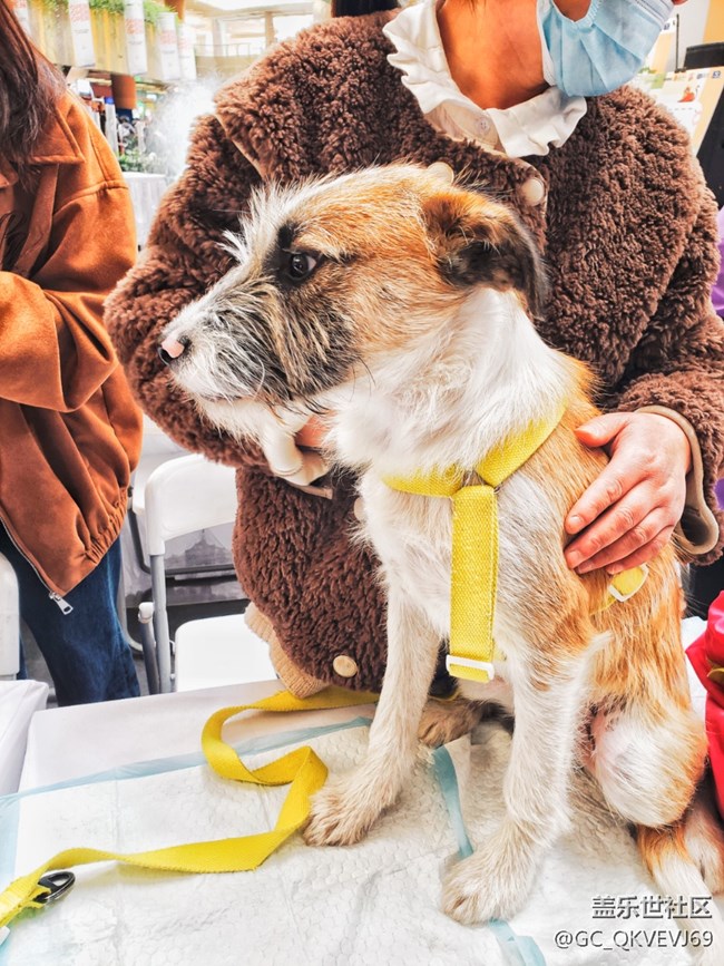 【身邊的小動物】+擁抱狗狗