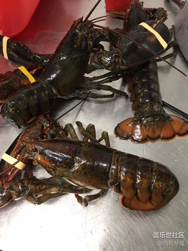 【身邊的小動物】大龍蝦