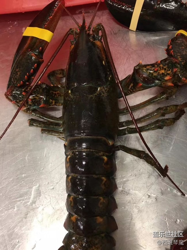 【身邊的小動物】大龍蝦