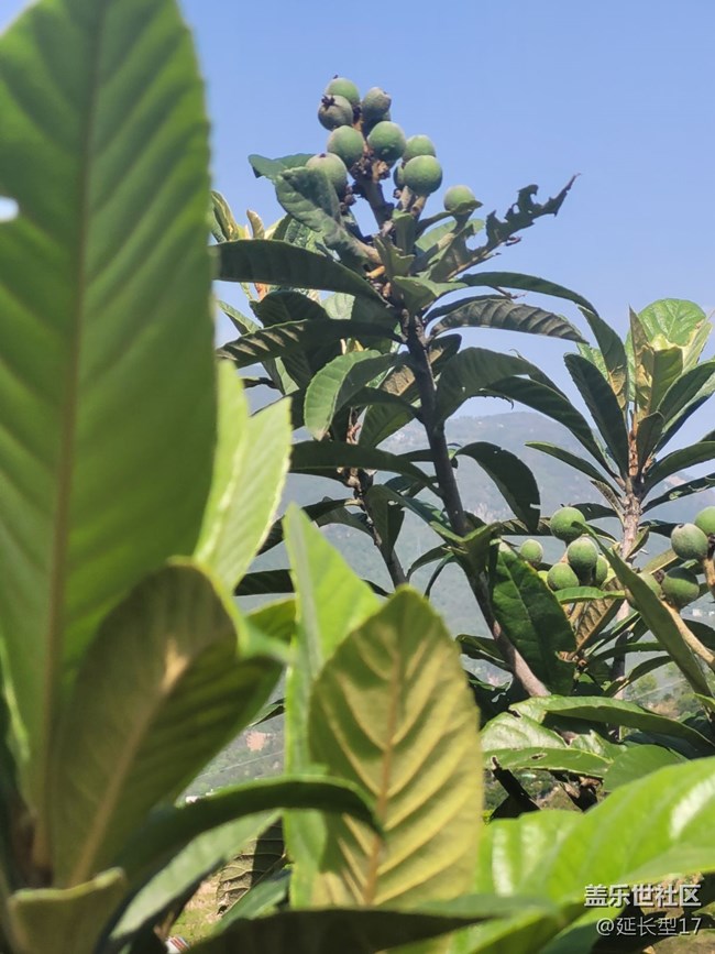 《不負(fù)春光》枇杷