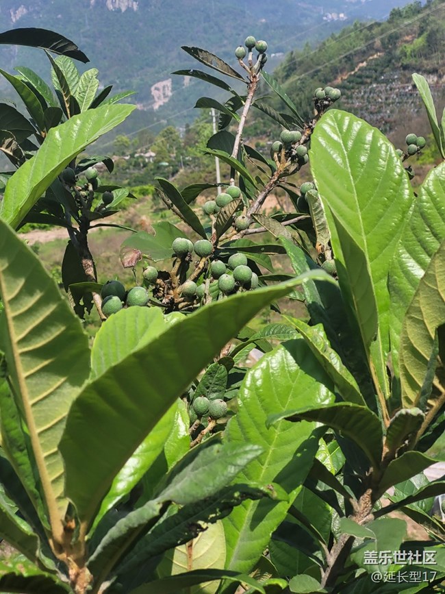 《不負(fù)春光》枇杷