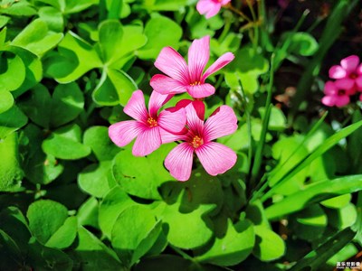 【四月物語】+尋找美好