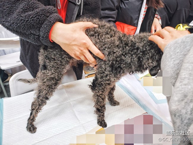 【身邊的小動物】+陋習(xí)不寵