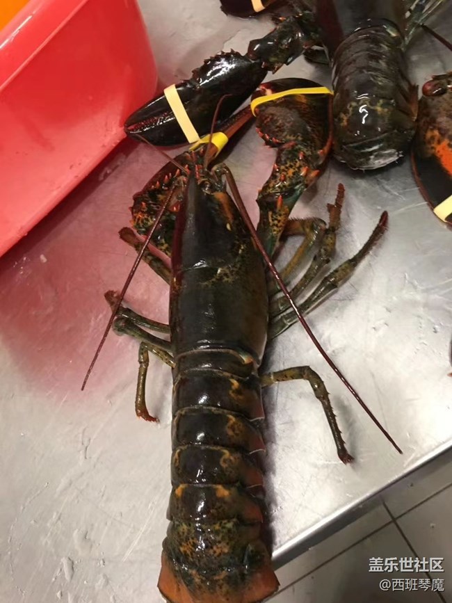 【身邊的小動物】大龍蝦