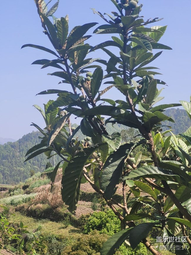 《不負(fù)春光》枇杷