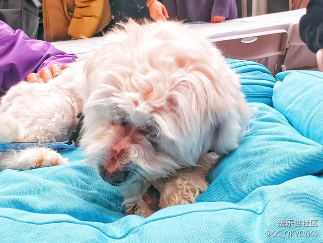 【身邊的小動物】+陋習(xí)不寵