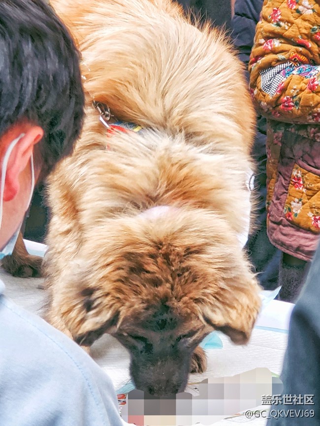 【身邊的小動物】+陋習(xí)不寵