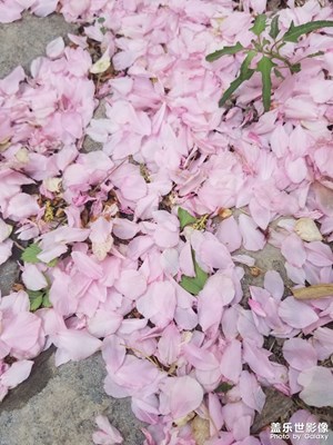 【四月物語】化作春泥更護(hù)花
