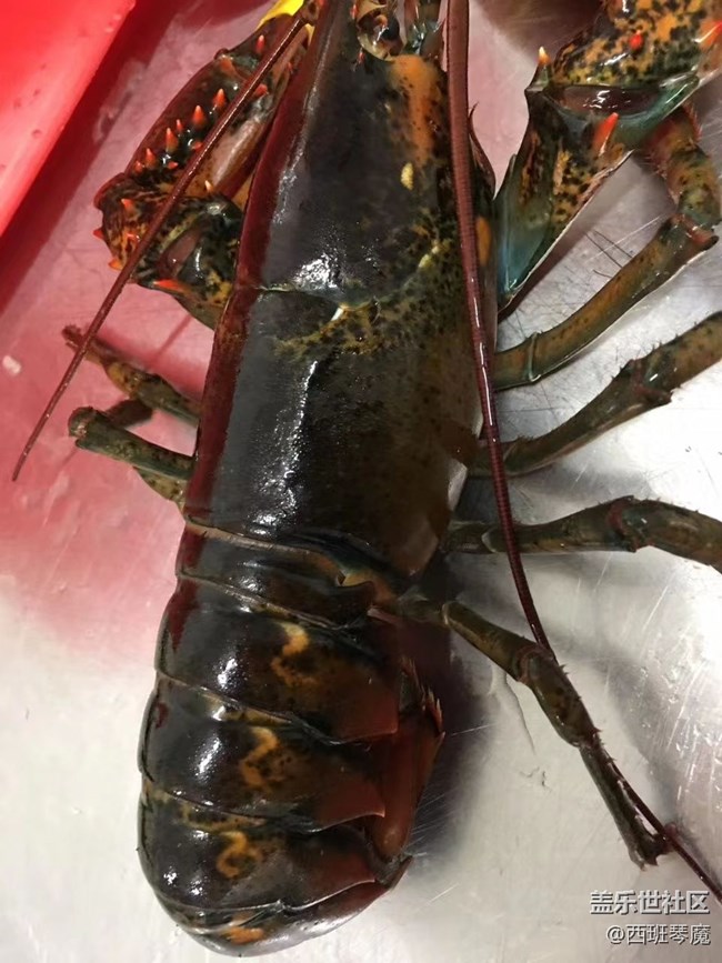 【身邊的小動物】大龍蝦