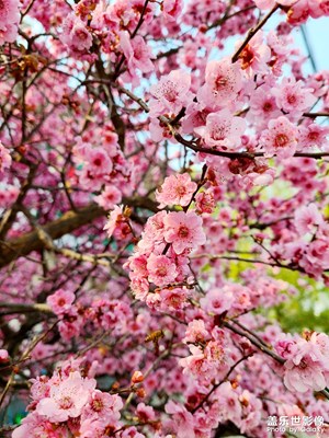 四月物語(yǔ)+花花的世界