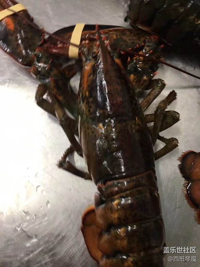 【身邊的小動物】大龍蝦