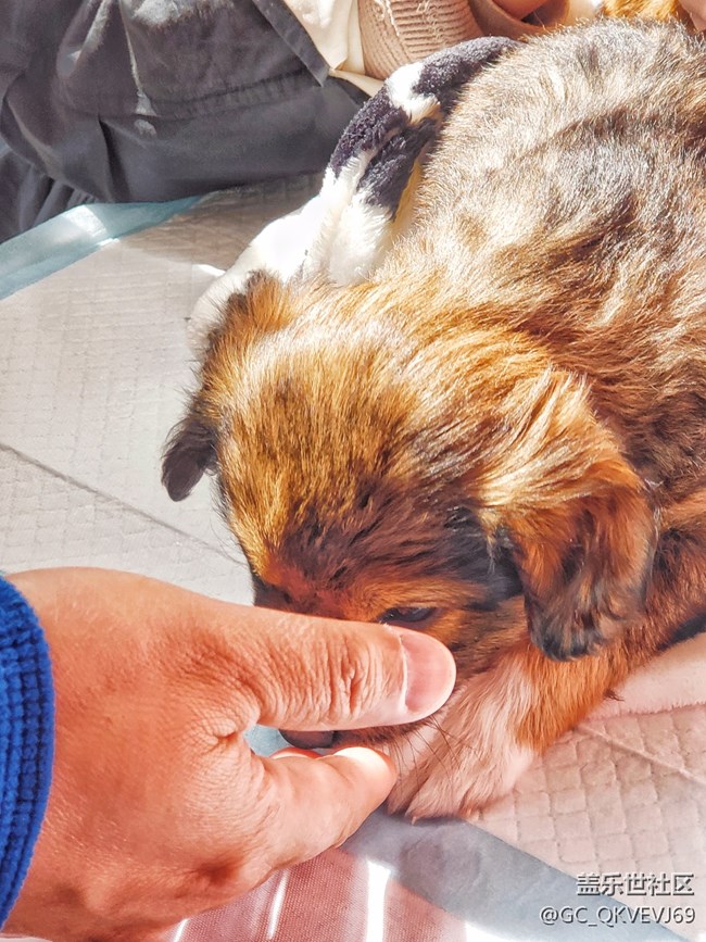 【身邊的小動物】+陋習(xí)不寵