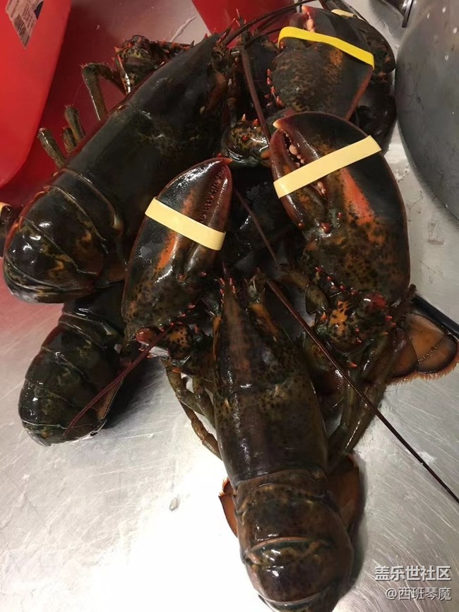 【身邊的小動物】大龍蝦