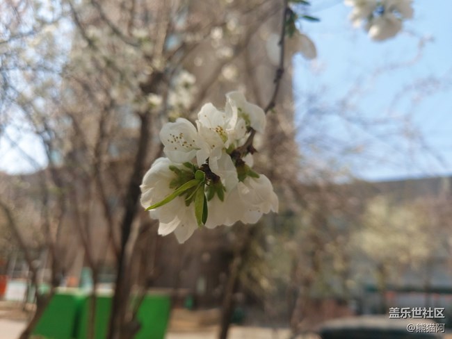 【風(fēng)和日麗】花香葉美