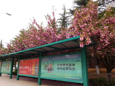 【四月物语】樱花簇拥的公交站