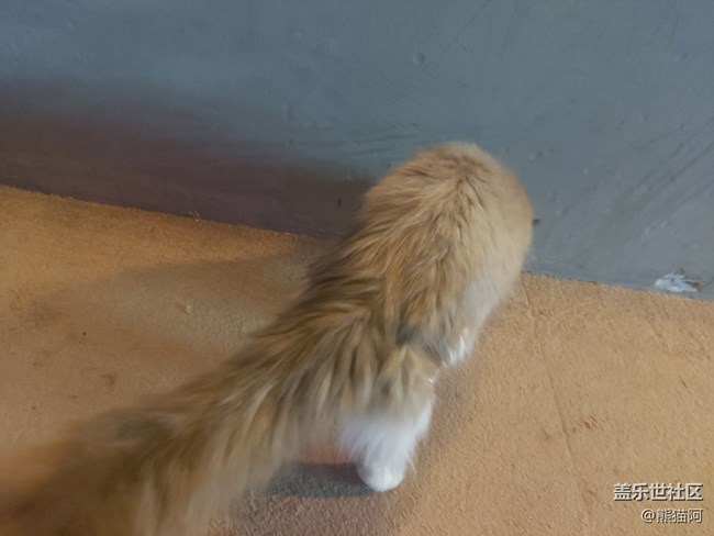 【身邊的小動物】不安分的貓咪