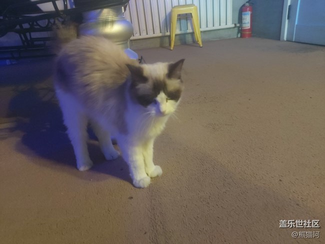 【身邊的小動物】不安分的貓咪