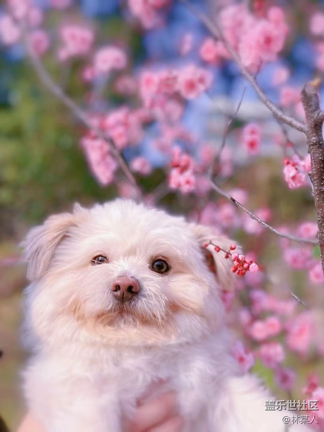 【身邊的小動(dòng)物】小艾