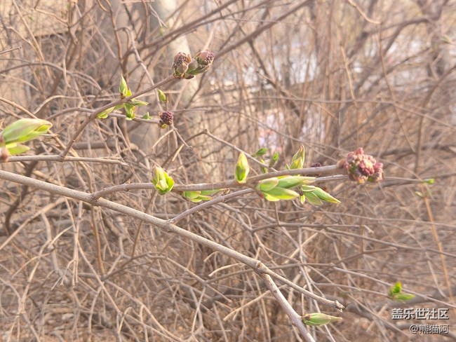 【哈爾濱之春】豐富的植物