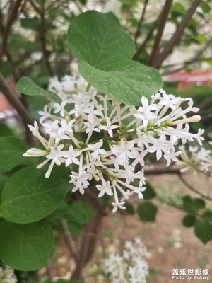 【四月物語】丁香花開